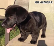 柯基的基因有多強？快來看這款狗狗手板模型！